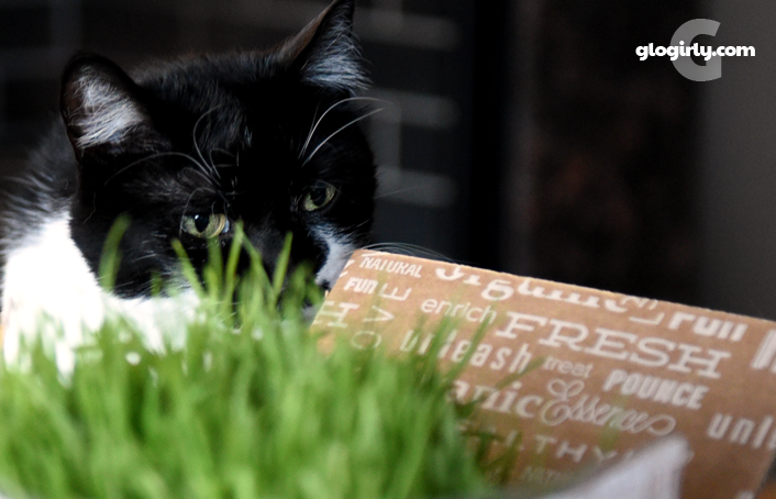 Katie Cat opening box of cat grass