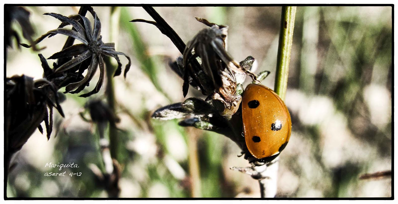 Entre Andares va Aseret.: Mariquita. Coleóptero.