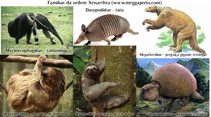 Xenarthra