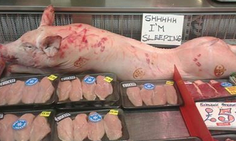 تقرير يوضح علميا أضرار أكل لحم الخنزير