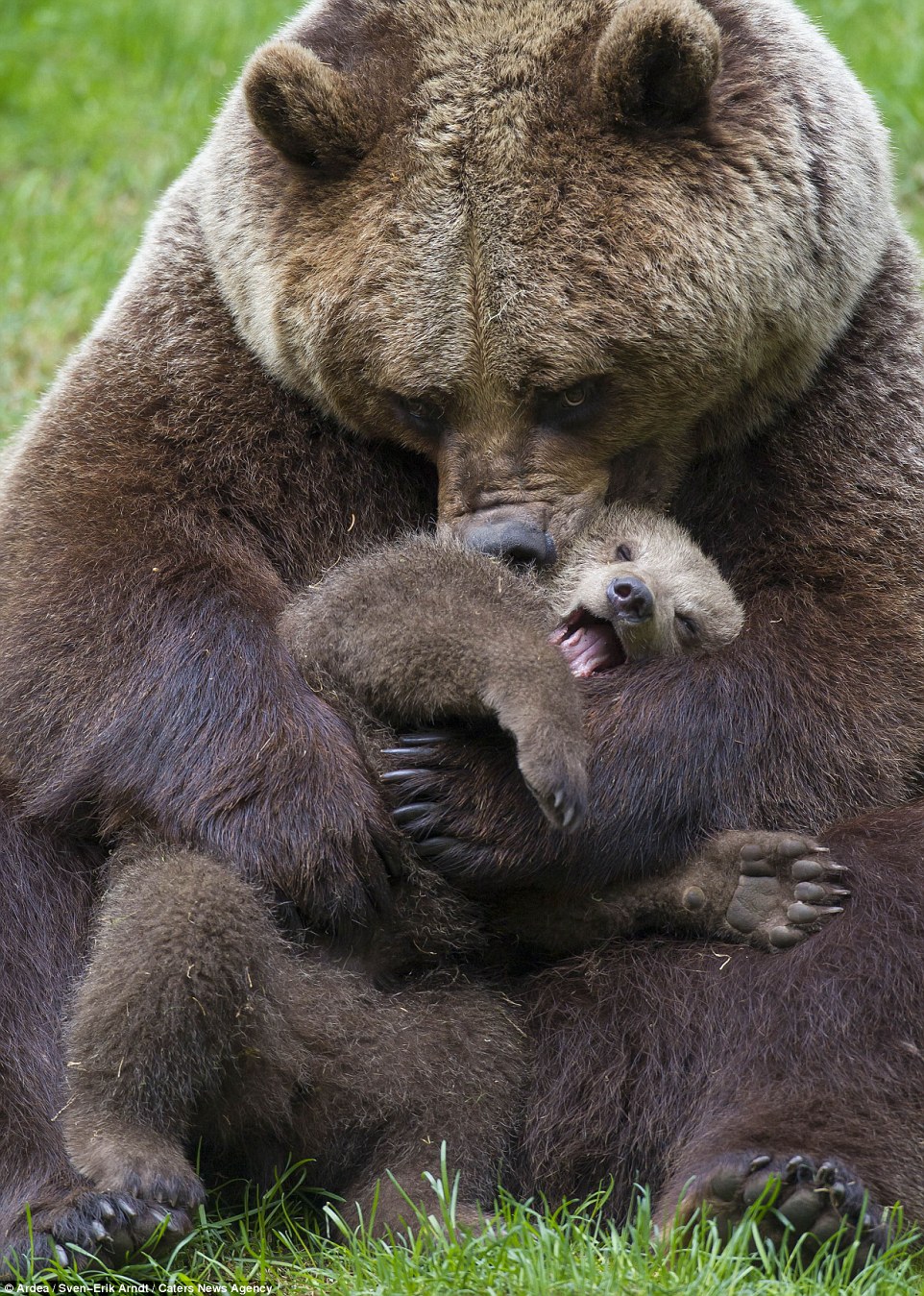 cute baby brown bears