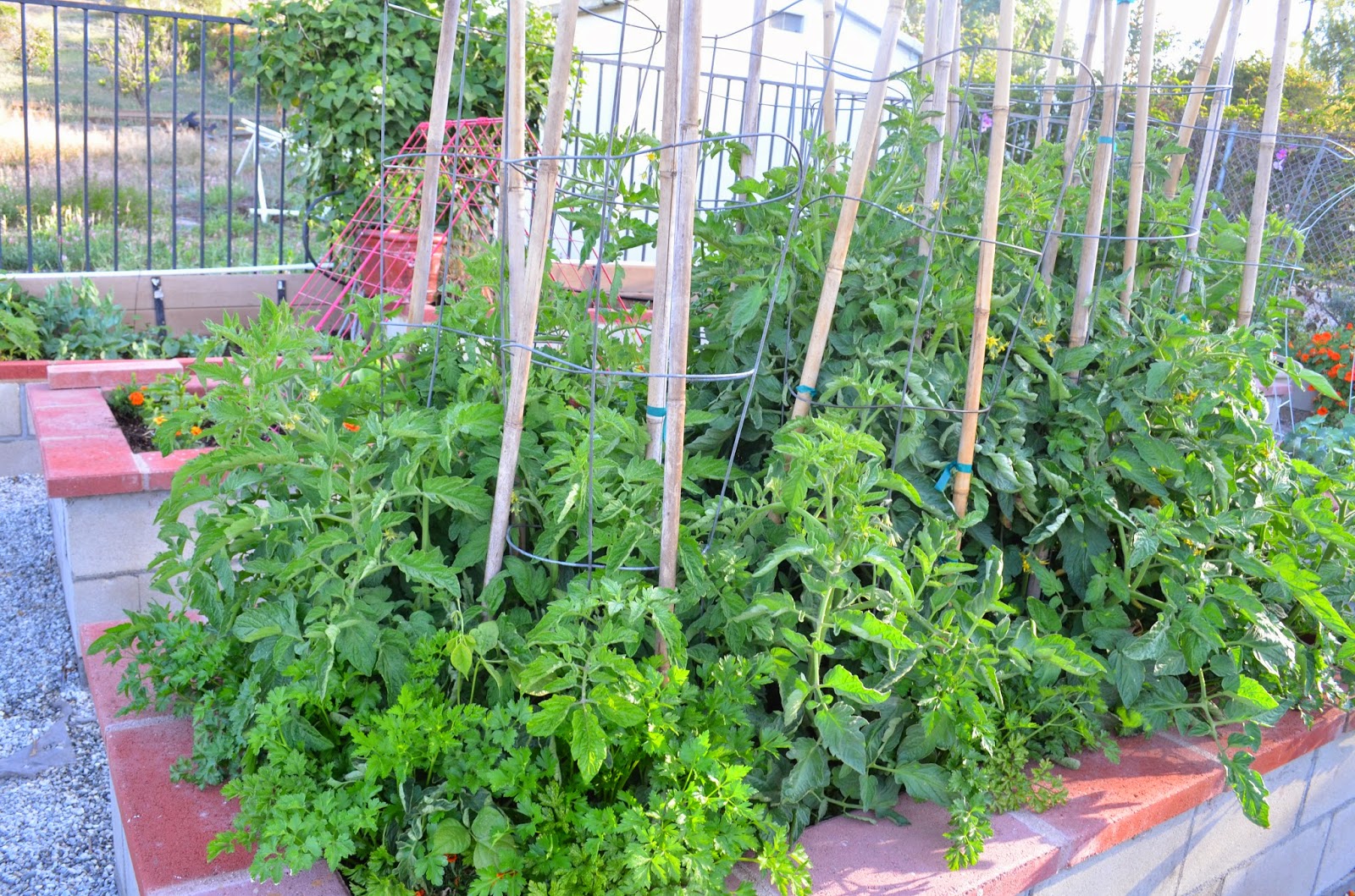 Entertaining From an Ethnic Indian Kitchen Garden tour 2 The kitchen garden