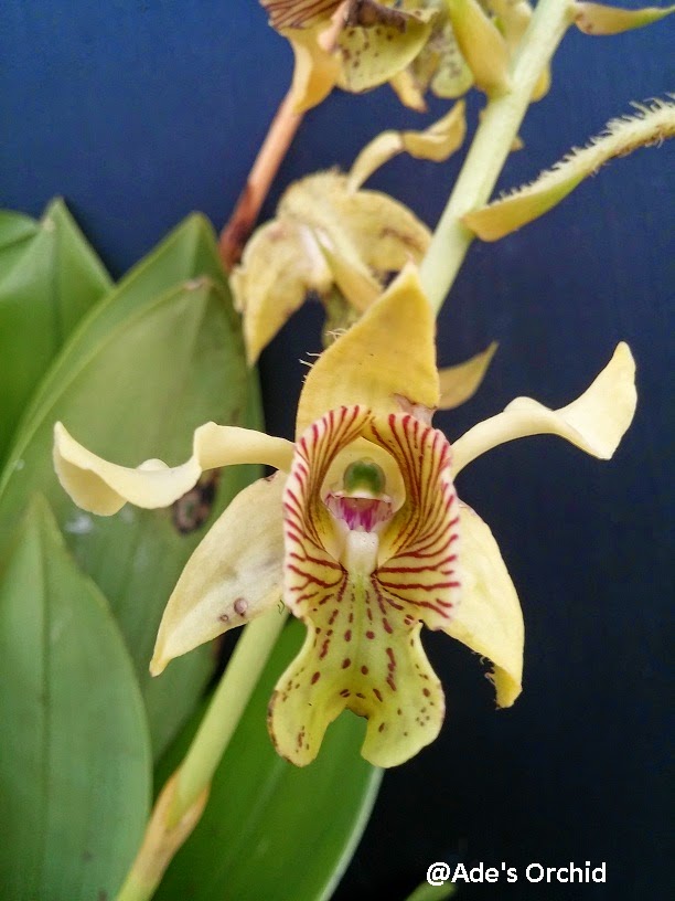 Ade’s Orchid: Dendrobium macrophyllum