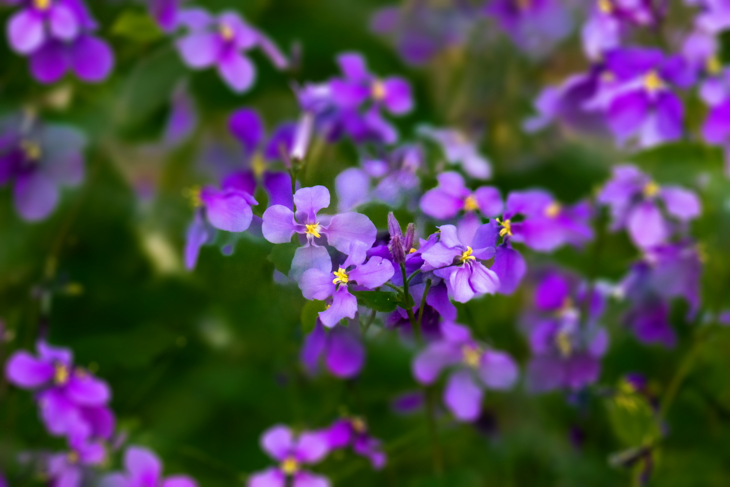 柳瀬川だより 道端でよく目にするムラサキダイコンソウ