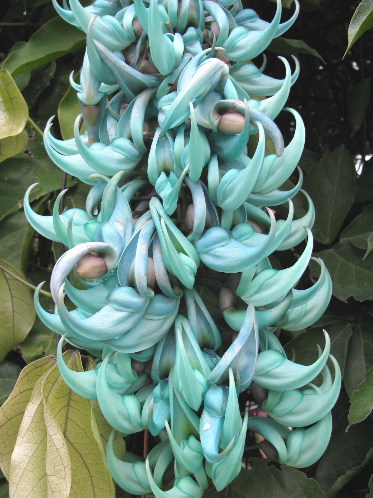 THE JADE VINE Strongylodon macrobotrys The Garden of Eaden