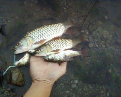 Cara Membuat Umpan Mancing Yang Sangat Mudah Youtube