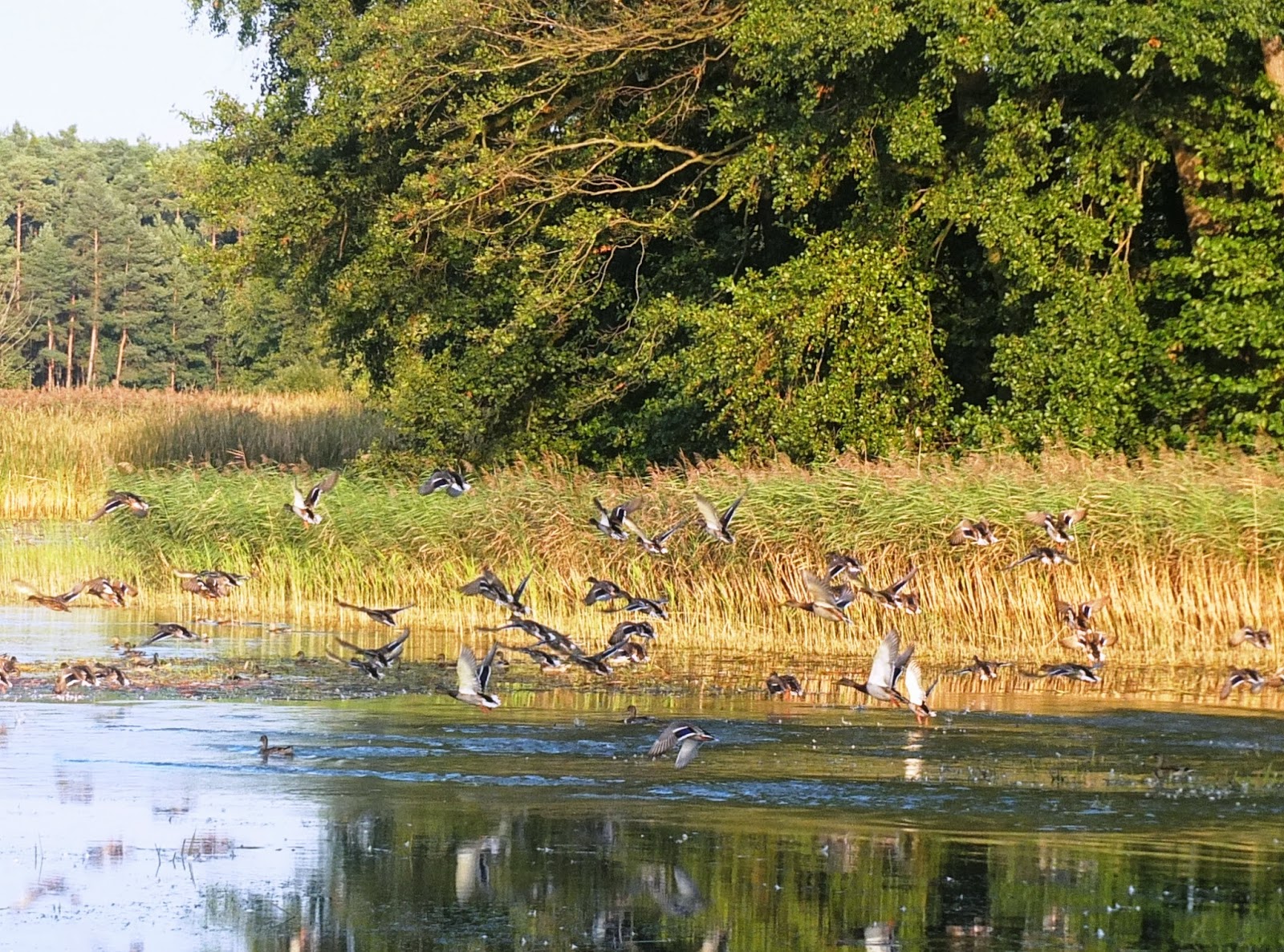 Die Umverlegung des Weißen Schöps Die Hammerstädter Teiche „Karpfentour“