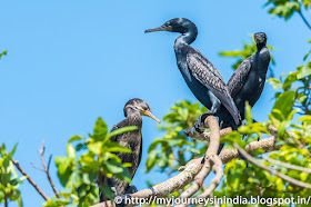 Ranganathittu Birds Cormorant Ranganathittu Birds Cormorant