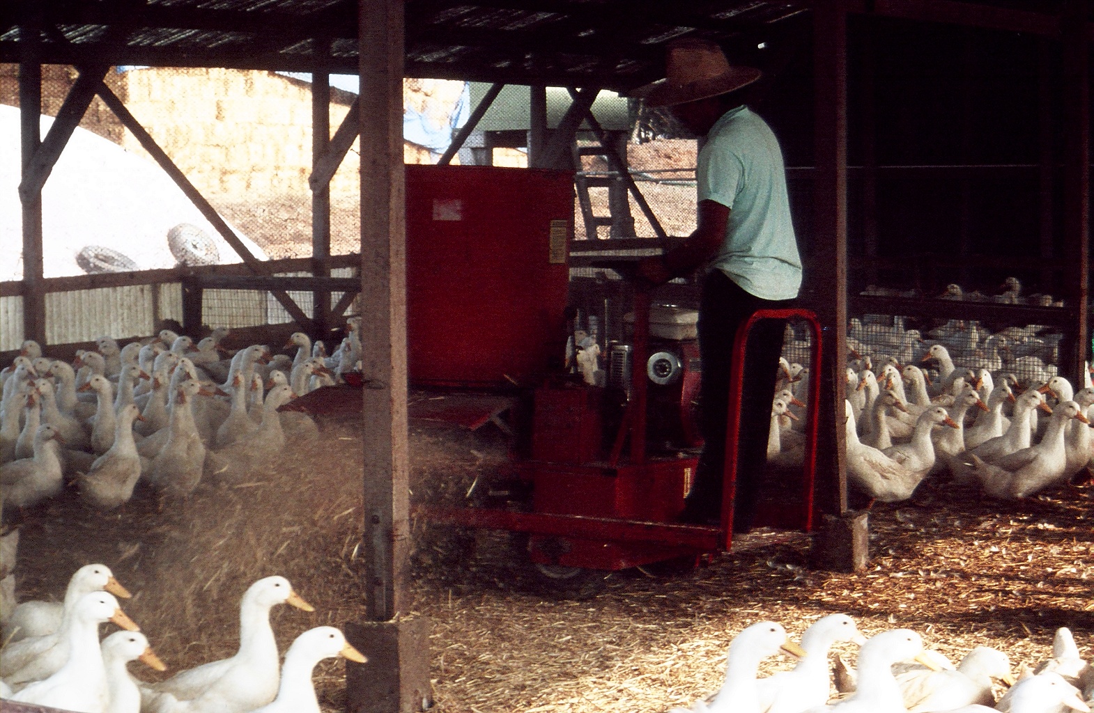 Can You Use Hay For Bedding at Richard Hargrove blog