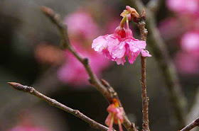 buds, branches, cherry blossom, waterdrops
