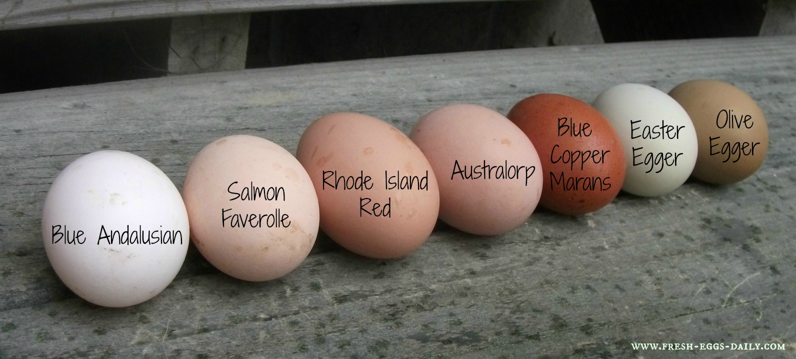 Chicken Egg Shell Color Chart