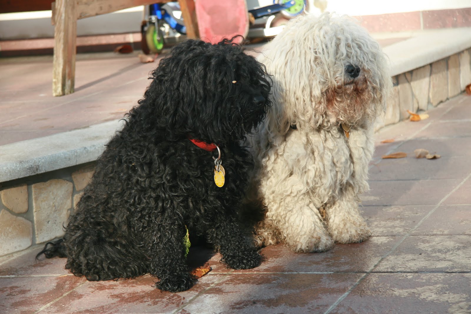 puli köpek