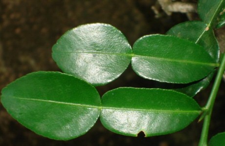 Bladeren van de kaffir limoen