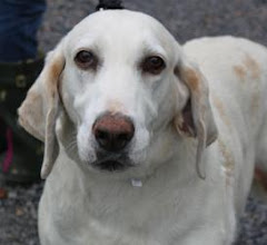 11/11/12 Dogs on Sale! Beau Costs $75.00. Augusta Dog Adoptions. Virginia