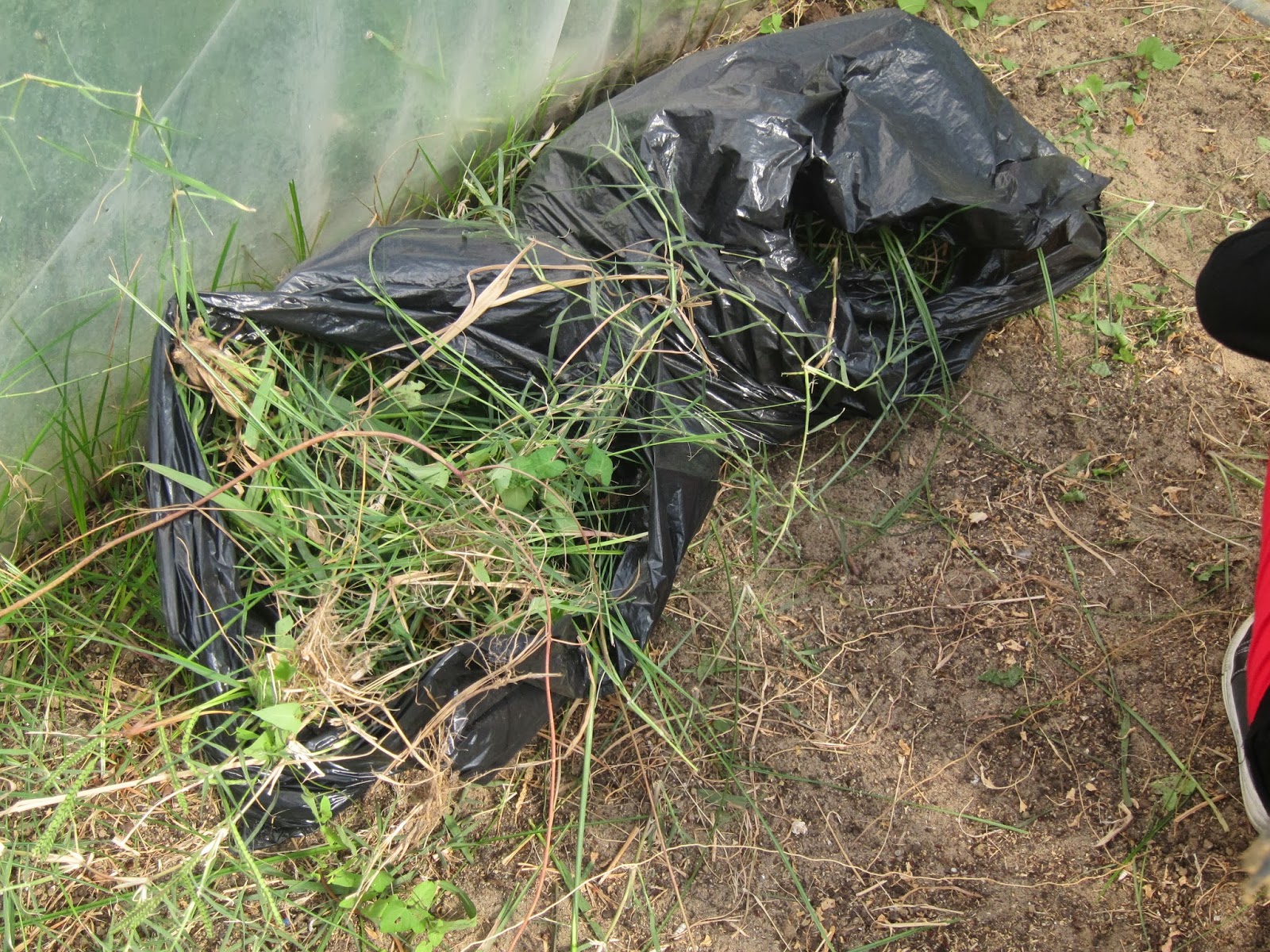 LA CLASE DE LUNA: LIMPIAMOS EL HUERTO