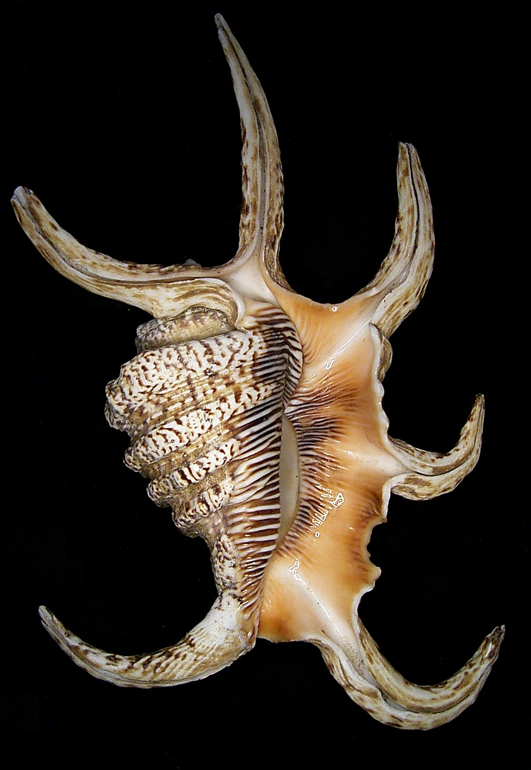 ShukerNature HOW A GIANT SNAKE BECAME A SPIKY SEASHELL TO