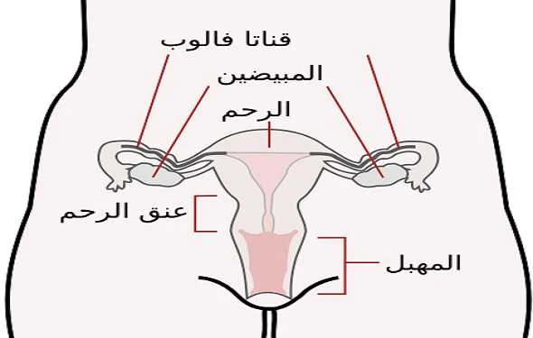 female-reproductive-system-جهاز-تناسلي-انثوي