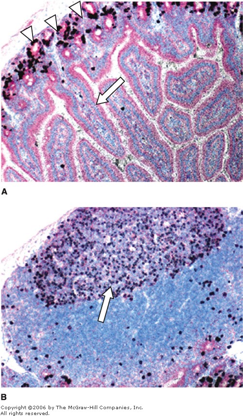 De Histology Autoradiography of Tissue Sections