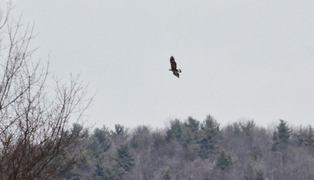 Pioneer Birding Vermont Golden Eagle and more 03/25