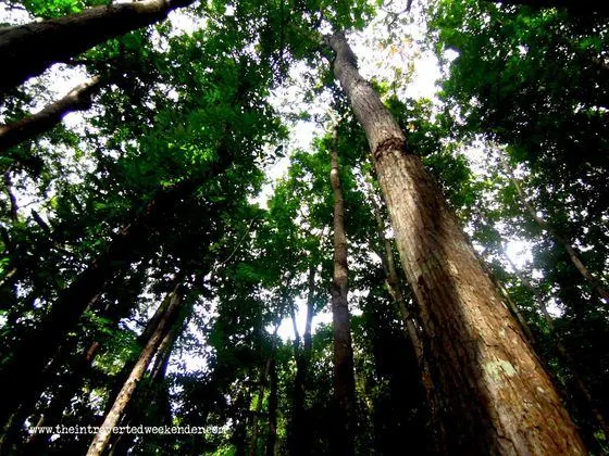 Inside the man-made forest in Bohol
