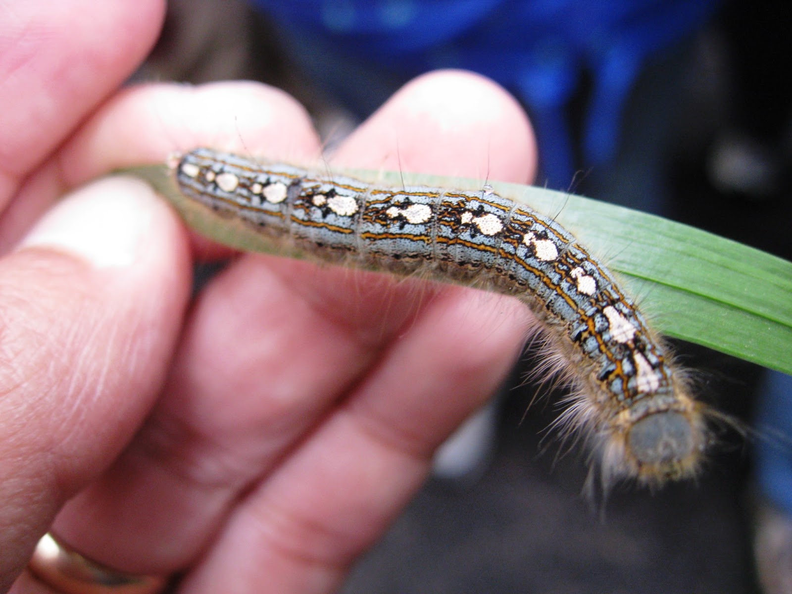 Capital Naturalist by Alonso Abugattas Tent Caterpillars
