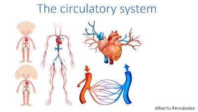 The circulatory system ~ 4th Grade