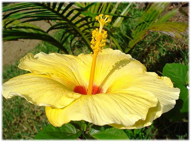 El Viajero: El Gumamela