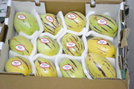 Học cách trồng dưa hấu sọc vàng đang gây sốt xình xịch - Ảnh 3 Hoc cach trong dua hau soc vang dang gay sot xinh xich - Anh 3