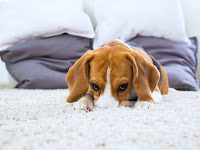 What To Do If Your Pet Has A Head Tilt and Dog Vestibular Disease What To Do If Your Pet Has A Head Tilt and Dog Vestibular Disease