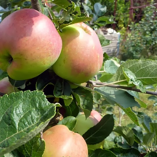 https://www.treesandplants.co.uk/products/Scotch-Dumpling-Apple-Trees.html