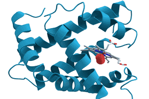 Estructura de la molécula de una proteína Concepto, definición de proteína o prótido