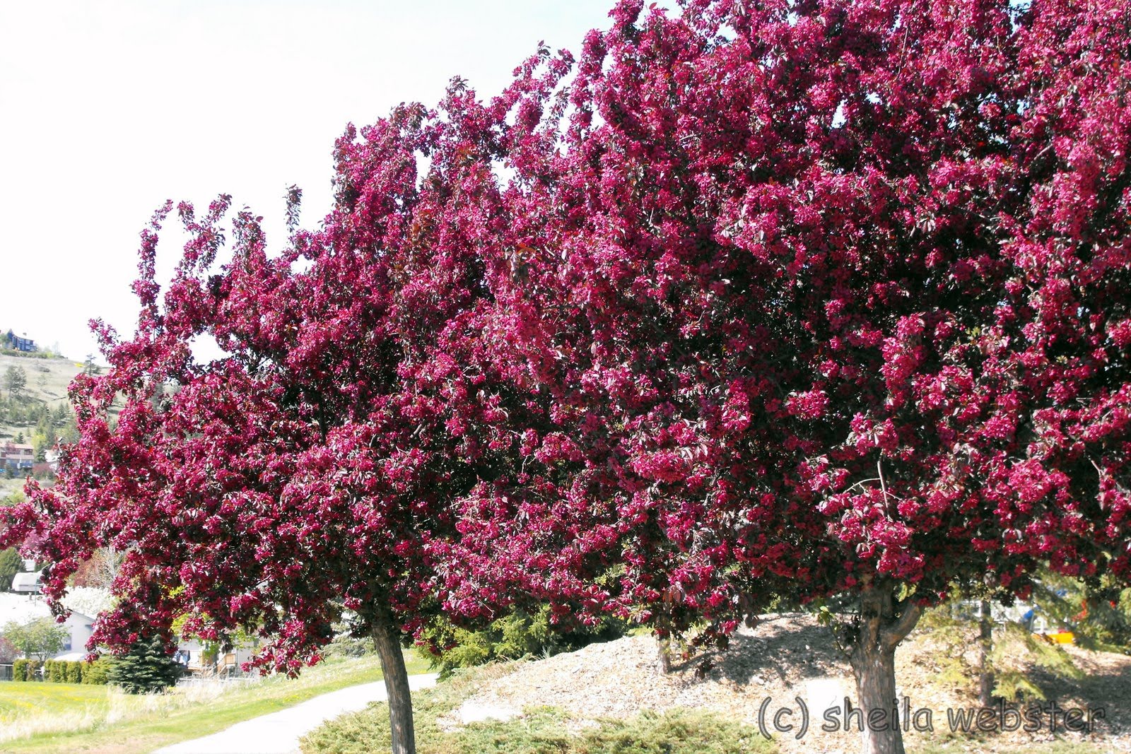 welovekamloops Springtime Spring Blossoms Kamloops, BC