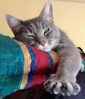 Gray tabby cat.