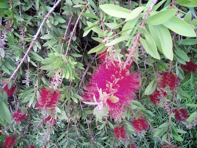 Árbol del cepillo o limpiatubos (Callistemon citrinus (Curtis) Skeels).