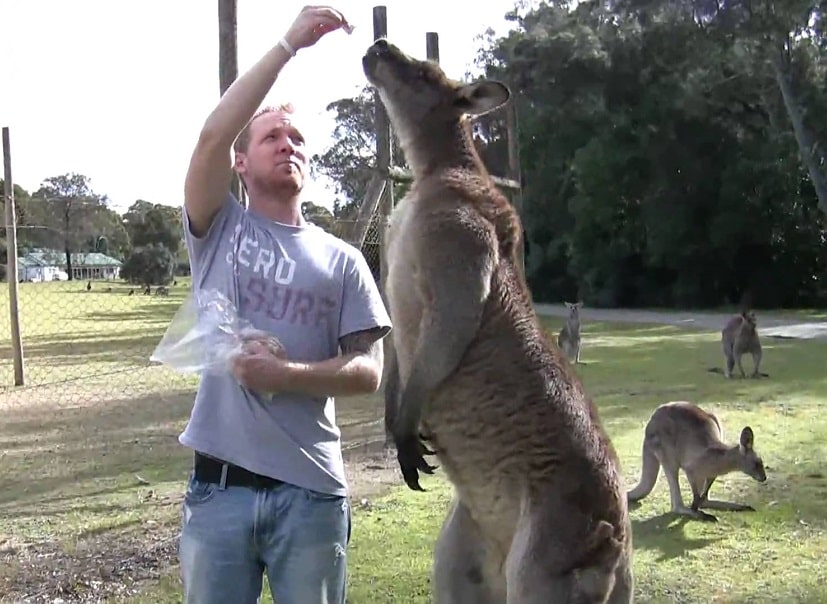 64yearold woman hospitalized after being attacked by giant kangaroo