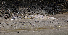 sundarbans tour Bangladesh