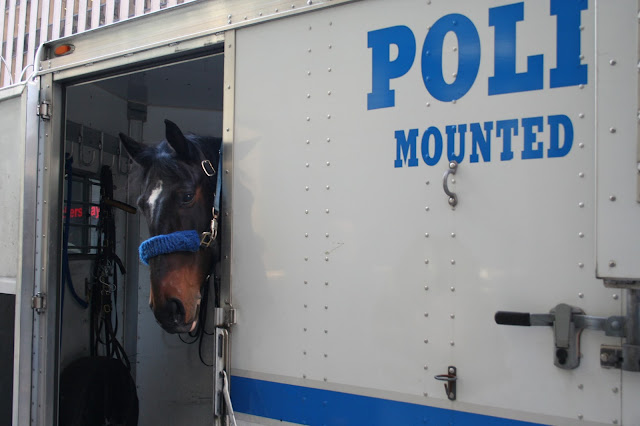 NYPD Police Horse NYPD Police Horse