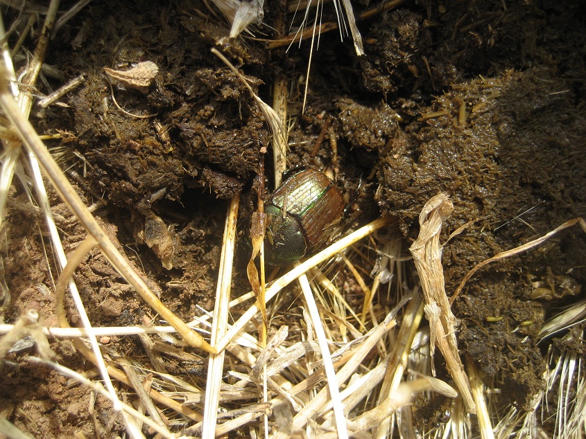 Ochre Archives: Dung Beetles Now Active In Cattle Manure