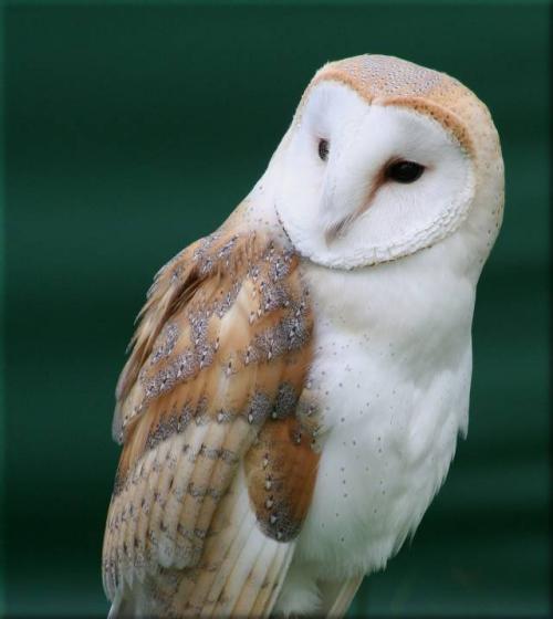 580+ Gambar Burung Hantu Owl Gratis Terbaik