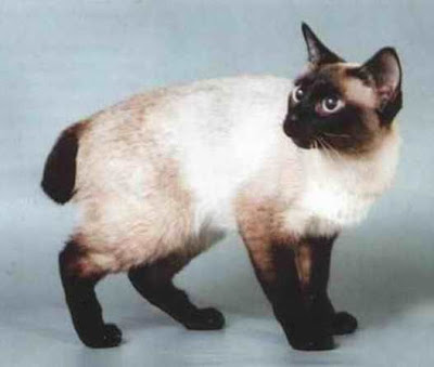 bobtail siamese cat
