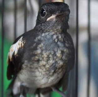 Perbedaan Burung Kacer Anakan Trotol Jantan Dan Betina Paling