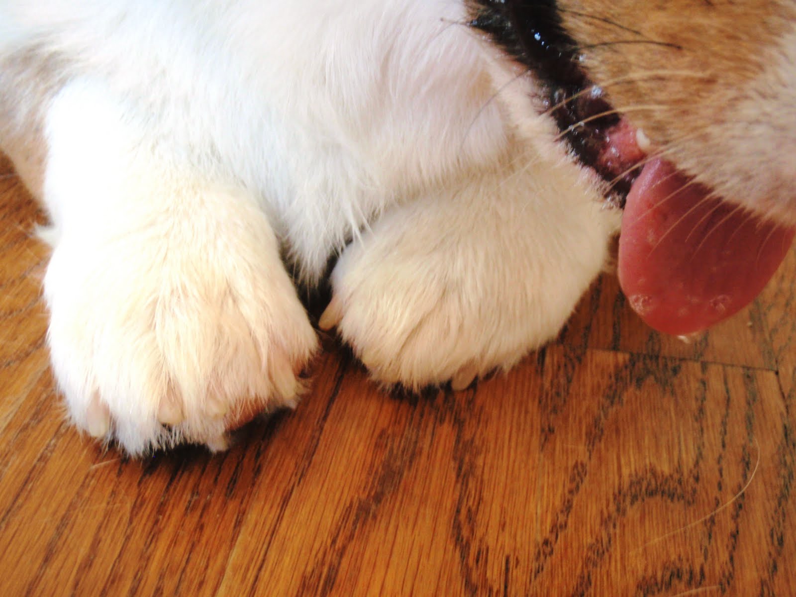 The Chronicles of Cardigan Because I'm Dragging My Feet, Here Are Some