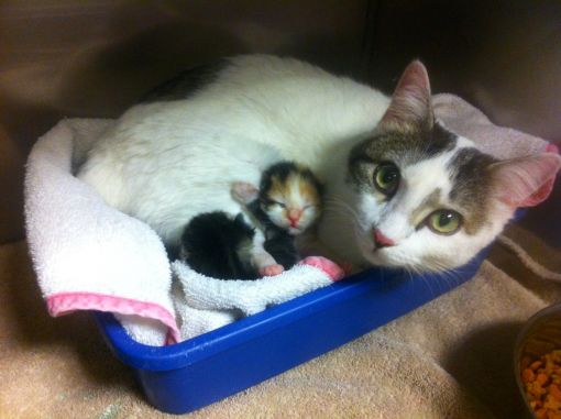 Kedi Yavruları Ne Zaman Sütten Kesilir