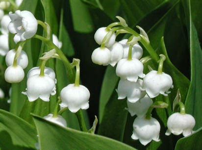 Flower Homes: Lily of the Valley Flowers