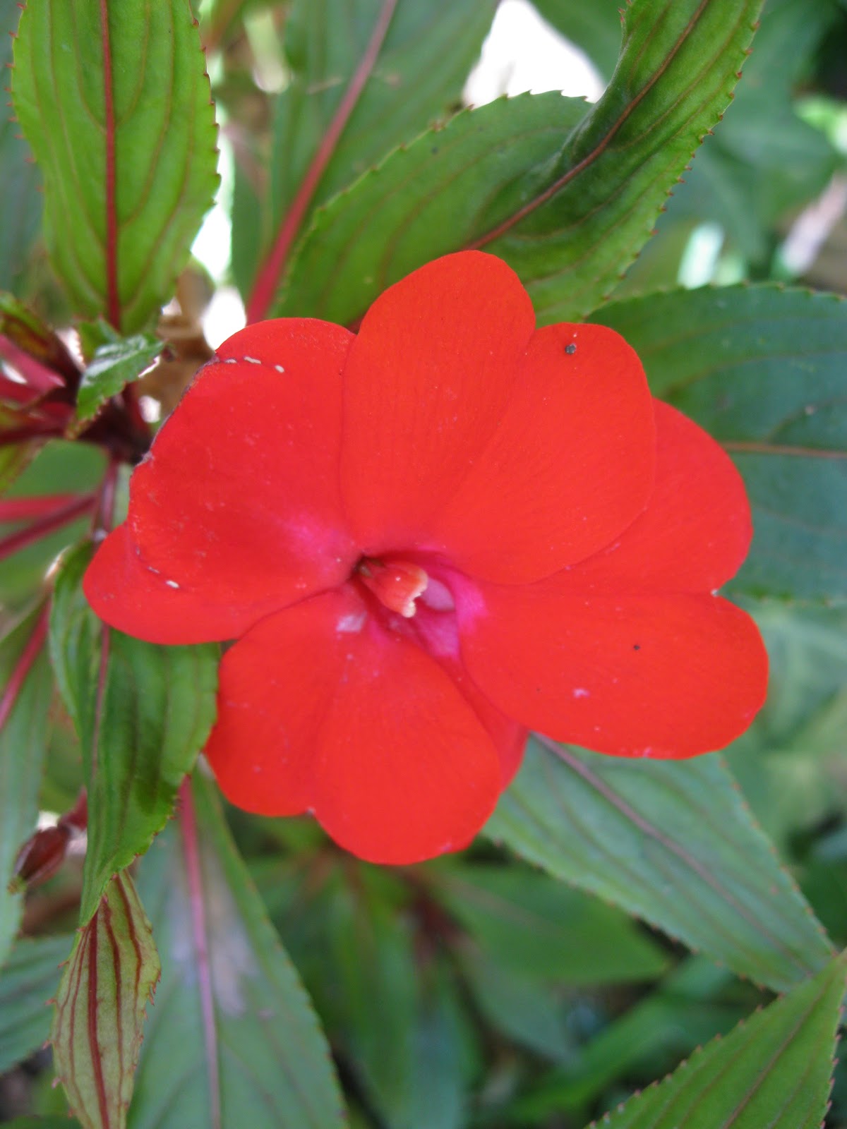 Plantando o Verde e o Verbo: Flores ... Vermelhas... Nosso jardim...