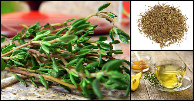 Thyme As An Effective Natural Cough Remedy Thyme As An Effective Natural Cough Remedy