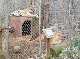Tigers Big Cats in Indiana: Exotic Feline Rescue Center