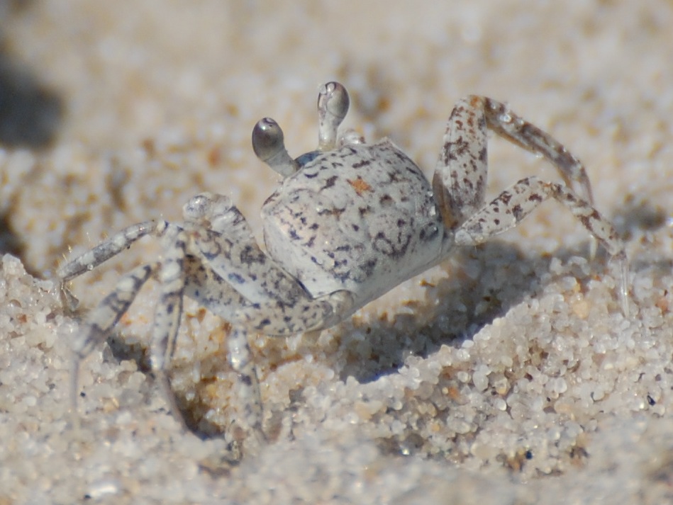 Atlantic Ghost Crab » Focusing on Wildlife
