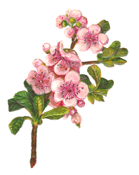 botanical apple flower blossom flowers clip digital blossoms floral tree graphics antique apples printable elements roses