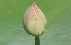 The Closed Lotus